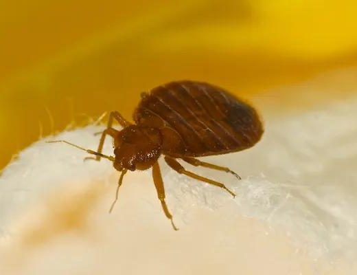 Effective Solutions for Bed Bug Pest Control in London