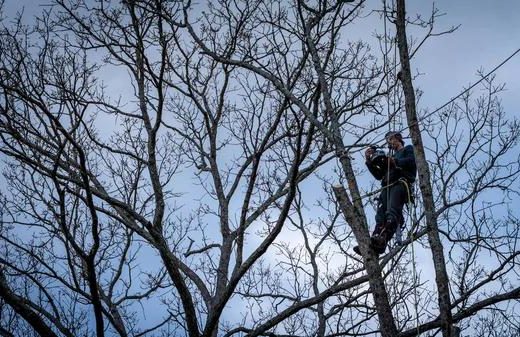 Expert Tree Trimming Service for a Healthier Yard