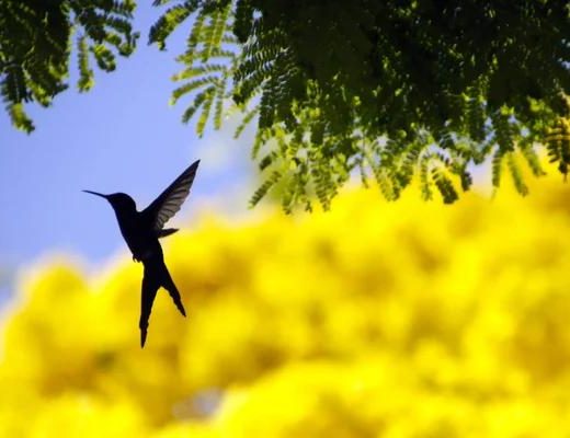 How to Optimize Your Live Kolibri for SEO