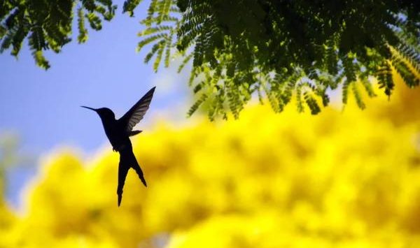 How to Optimize Your Live Kolibri for SEO