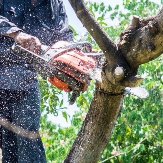 Cedar Park Tree Service Professionals for Residential and Commercial Needs