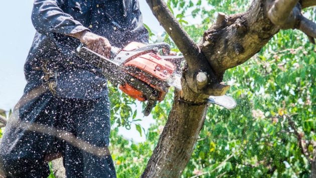 Cedar Park Tree Service Professionals for Residential and Commercial Needs
