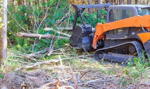Tree Maintenance Made Easy with Codys Tree Service South Lake Tahoe